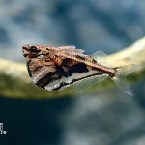 Günstig Marmorbeilbauch (Carnegiella strigata)